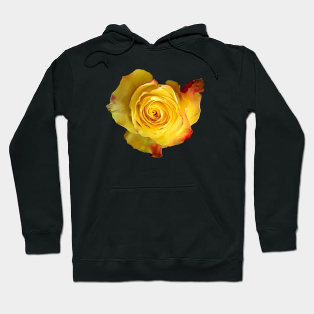 Rose yellow